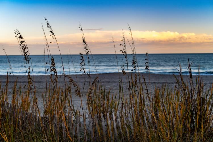 dune grass and beach