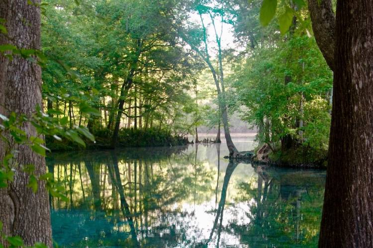 swamp in florida