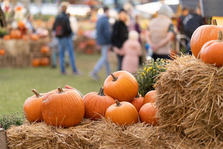 pumpkins on hay